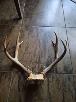 Deer Antlers