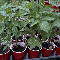 Ceylon Ribbed Tomato Plants (Heirloom)