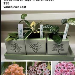 3 Rare Hoyas - One Price 