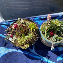 Mothers Day Succulents 