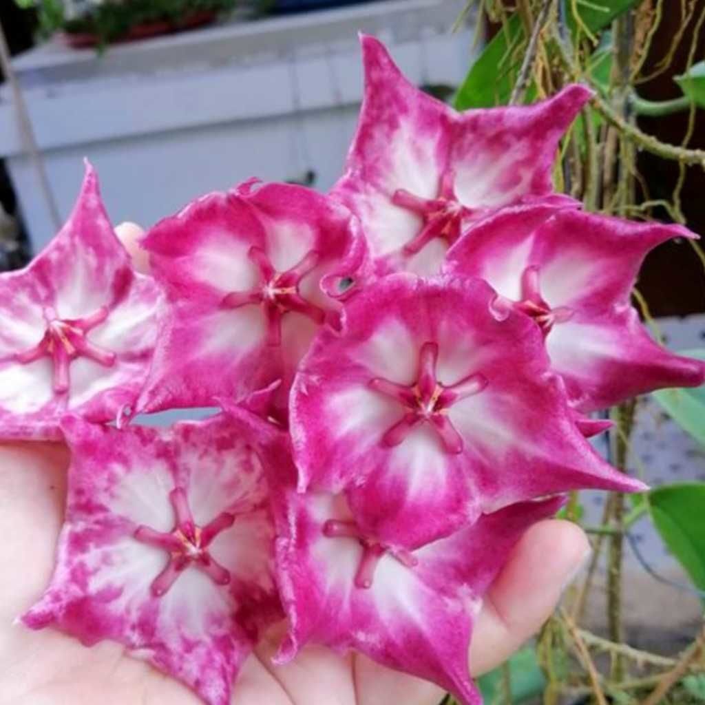 3” Hoya Macgillivrayi Taiwan (hard To Find )