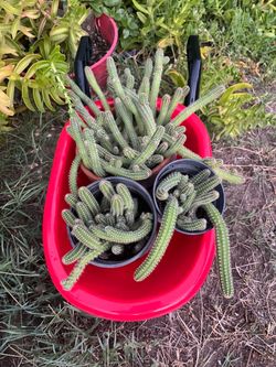 Carretilla con CACTUS  y más