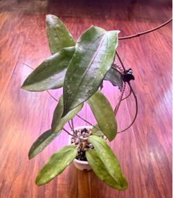 Hoya Rigida ( Mama plant)