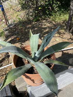 Century plant