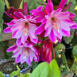Orchid Cactus Cutting 