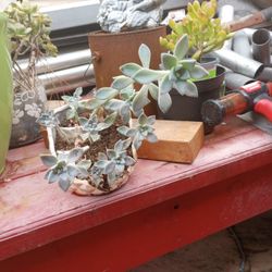 Succulent 