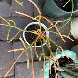 Fire Stick Plant 