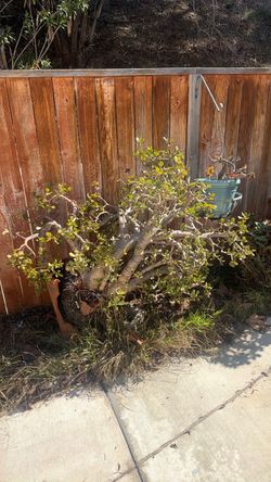 Plant / succulent