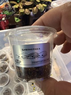 Springtail Cups! Show Special!!!