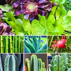 Aeoniums, Peruvian Cactus, San Pedro Cactus, Dragon Fruit, Aloe Hybrid + FREE Bamboo Cutting! 🪷🌵