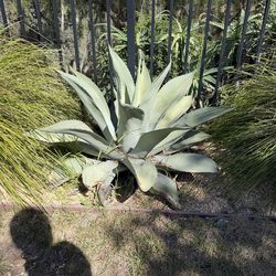 Agave plants