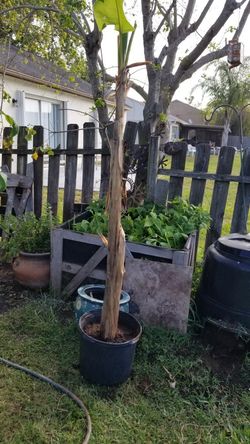 two types of banana trees