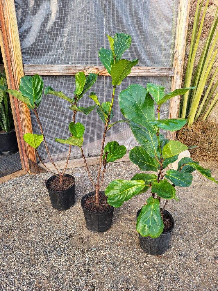 Fiddle Leaf Fig Plants 10" Pot $9 Each