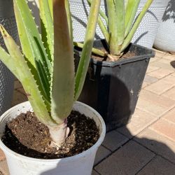 ALOE VERA PLANTS 🪴 