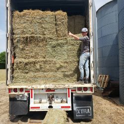 COASTAL BERMUDA HAY 