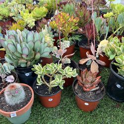 Variety Of Succulents Plants 