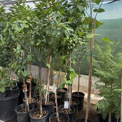 Lemon 🍋 Lisbon Trees 5F The Tall $60 Each Price Firm