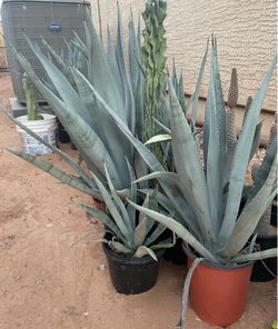 Blue Agave Plants