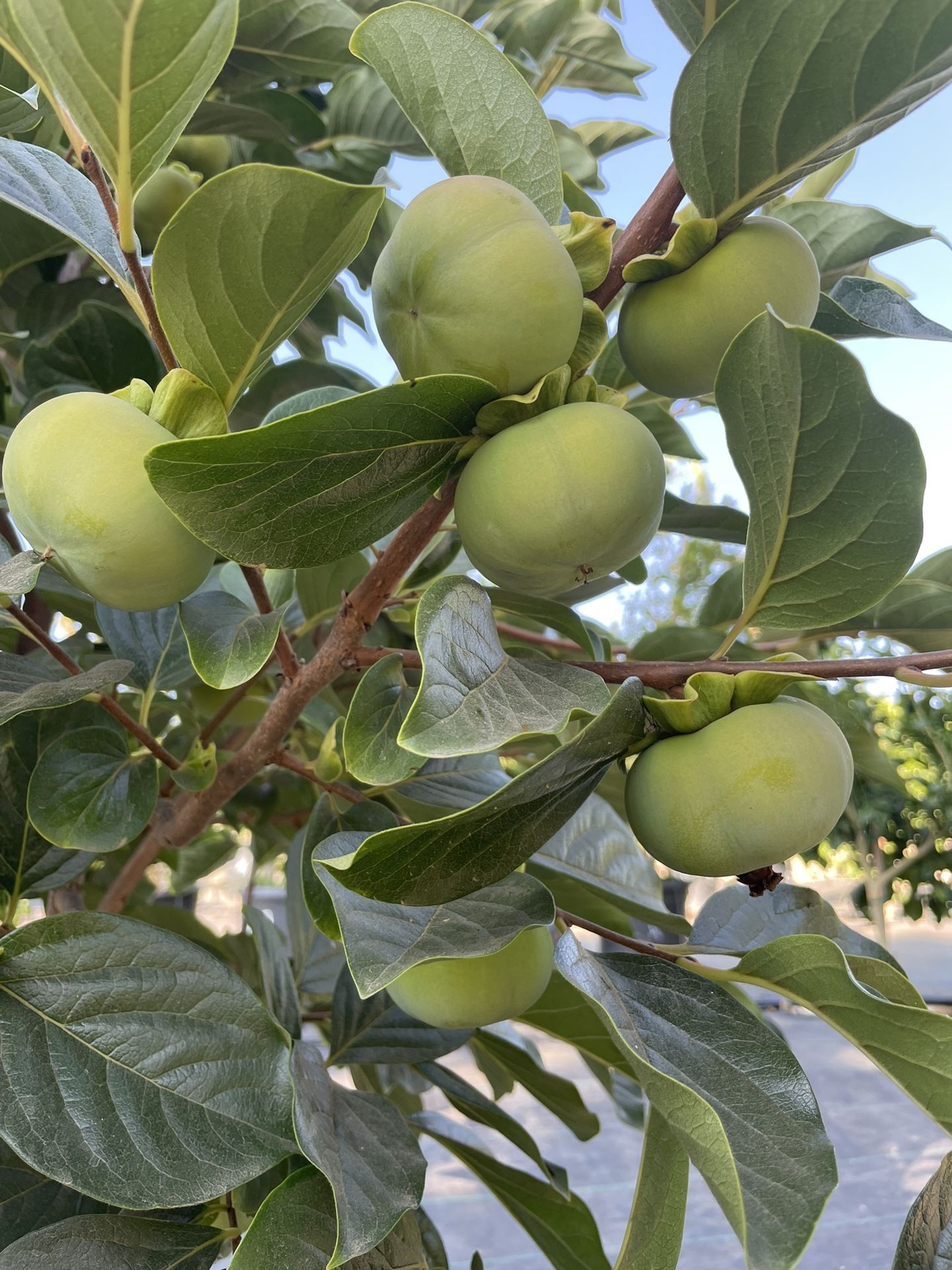 Fuyu Persimmon Trees
