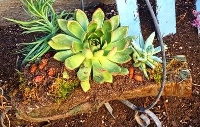Handmade succulent containers and planters
