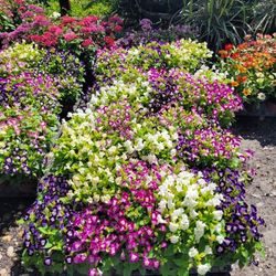 Annuals Plants 
