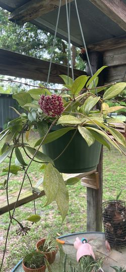Hoya Pubicalyx Splash
