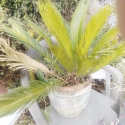 Sago Palm W Pot 