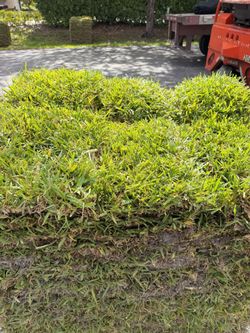 FRESH SOD!