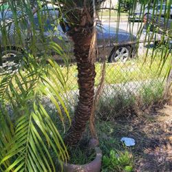 $30 - Palm Tree 4-5 Feet