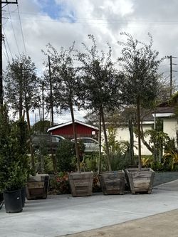 Olive Tree For Sale