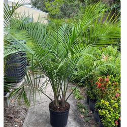 HOME PLANTS- SPECIAL PRICE MAJESTY PALM 3 GL