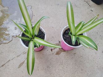 plantas $3 cada una