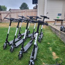 Bird Scooters 