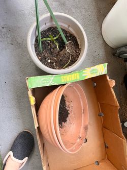 1 mature monastera + pots