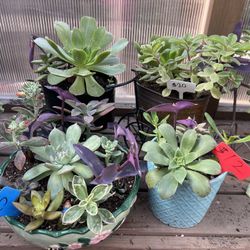 Many Succulent Planters