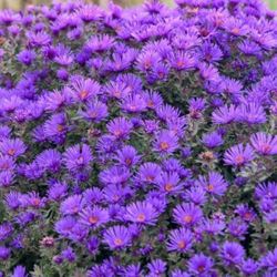 New England Purple Aster Plants 2 For 5$