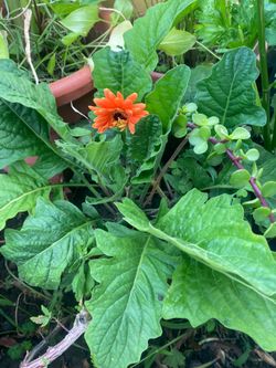 Flower orange margarita