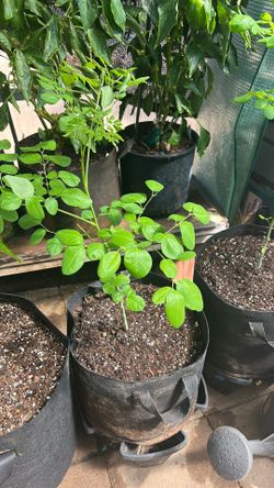 Big leaf Moringa from seed 5gal