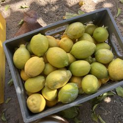 Tengo Limones A $15 El Bote 