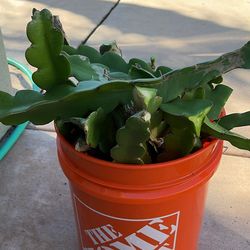 Dragon fruit/pitaya cuttings purple haze variety