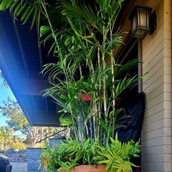 Bamboo Palm With Fern  In Terracotta Pot 