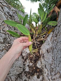 Orchid Cutting Purple