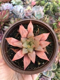 Succulents 4”