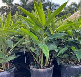 Ginger Shell Plants