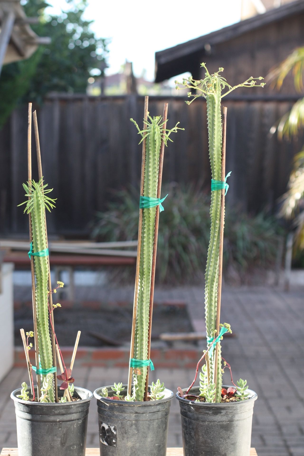 Euphorbias Plant - 24” High - Cactus / Succulent 