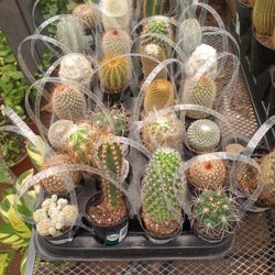 UNIQUE VARIETY OF CACTUS 