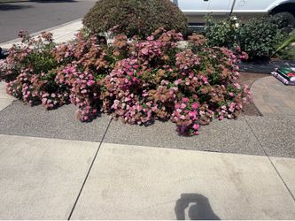 Free plants - nice plants. Just didn’t work in our yard. Come and get them