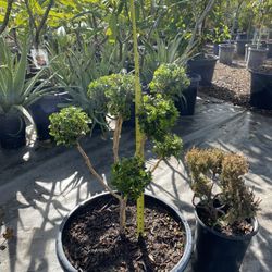 Japanese Boxwood Bonsai Topiary 