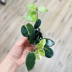 Hoya Lacunosa Asami
