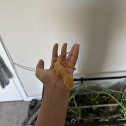 Leopard Gecko And Its 40 Gallon Habitat For Sale With Everything In It